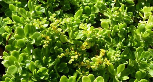 Sedum obcordatum