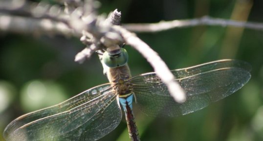 Anax parthenope