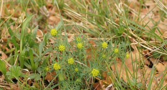 Euphorbe petit-cyprès