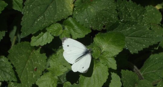 Piéride, PIeris sp