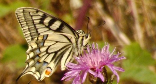 Machaon Papilio machaon