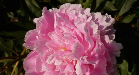 Pivoine rose