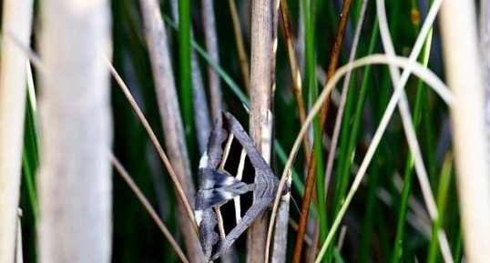 Noctuelle de la Salsepareille