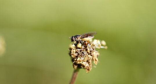 Petit mouche rayée