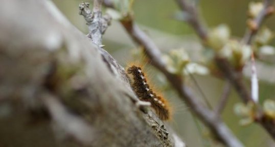 Chenille de Cul-brun