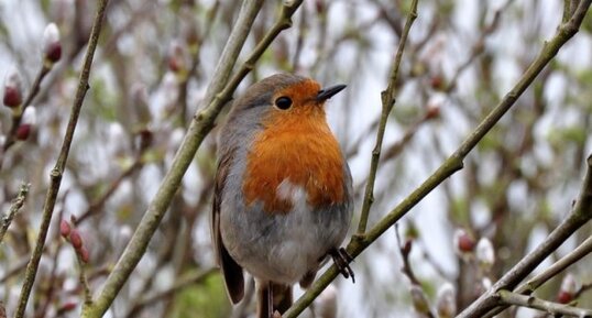 Rouge gorge familier