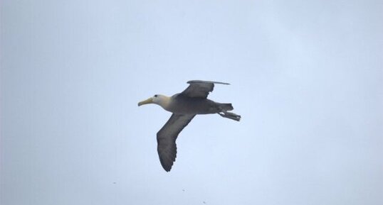 Albatros des Galapagos