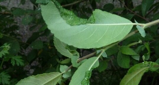 Des feuilles enroulées par une larve de la tordeuse.