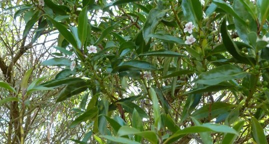 Myoporum insulare