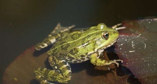 Grenouille verte