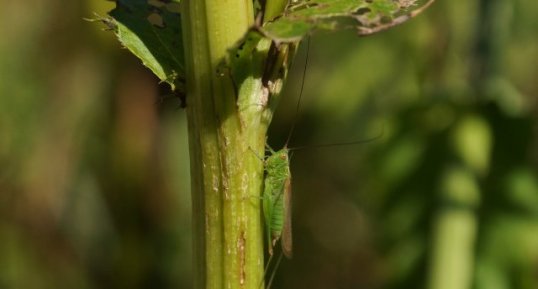 Tettigonia sp.