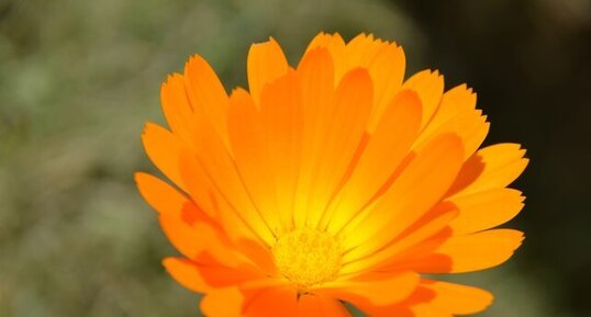 Soucis, calendula