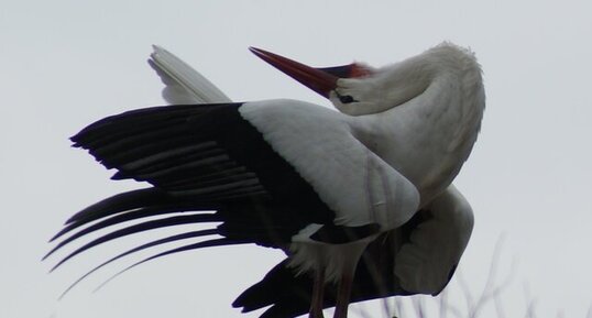 Ciconia torticolicus