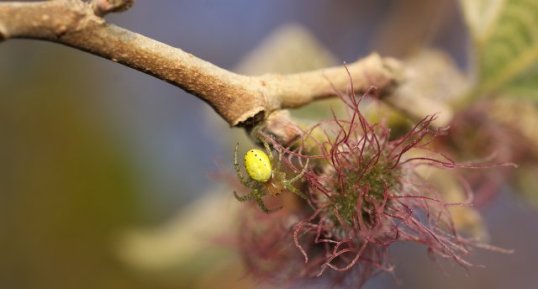 Araniella cucurbitina