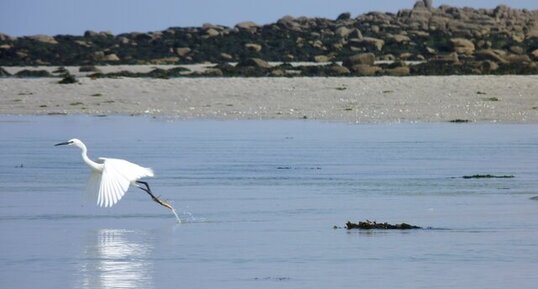 Aigrette garzette