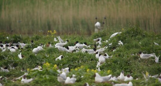 Mouettes mélanocéphale et rieuse