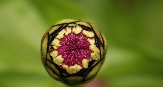 Eclosion d'un zinnia