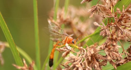 Enicospilus