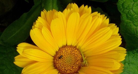 Calendula oficinalis