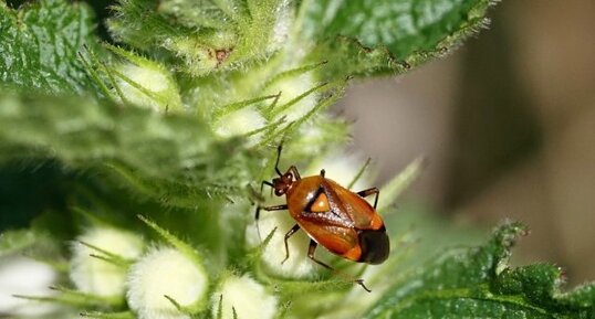 Deraeocoris ruber