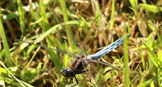 Orthétrum bleuissant