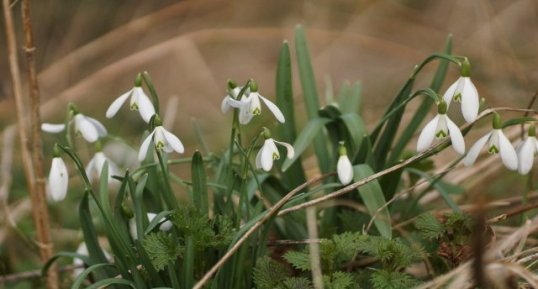 Perce-neige