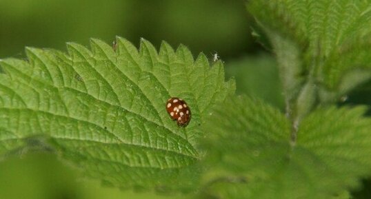 Vibidia duodecimguttata