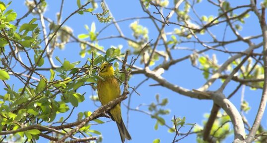 Bruant jaune