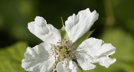 Fleur de roncier