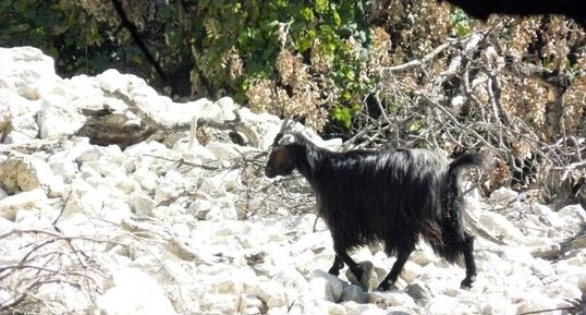 Chèvre poilue