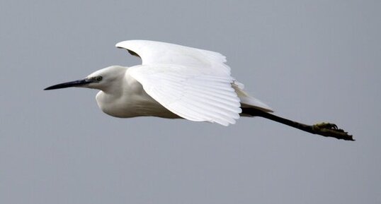 Aigrette garzette