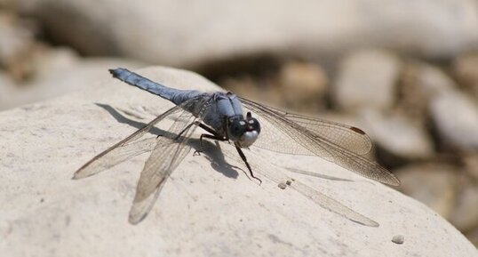 Orthetrum brunneum - mâle