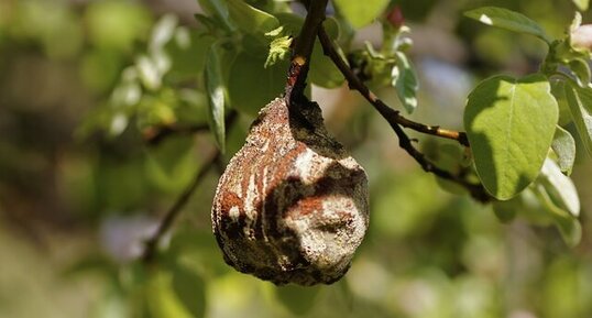 Poire