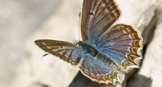 Polyommatus daphnis