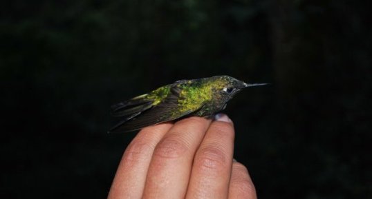 Colibri