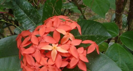 Ixora Orange