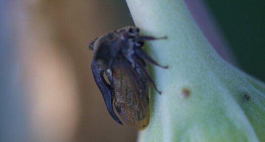 Monstruosité entomologique - centrotus cornutus