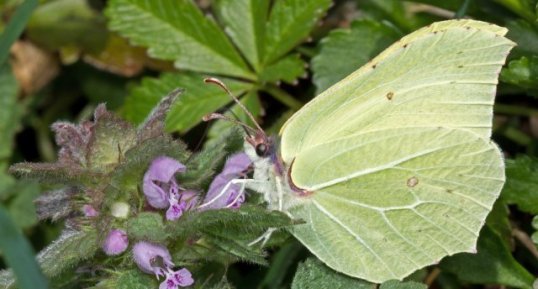 Gonepteryx rhamni