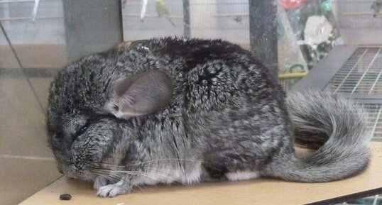 Chinchilla