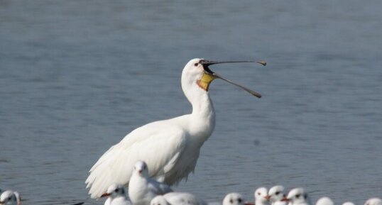 Spatule blanche