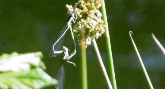 Accouplement d'agrions élégants (sous réserve)