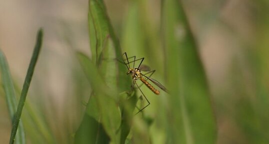 Tipule de pierre