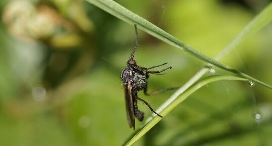 Mouche à moustaches