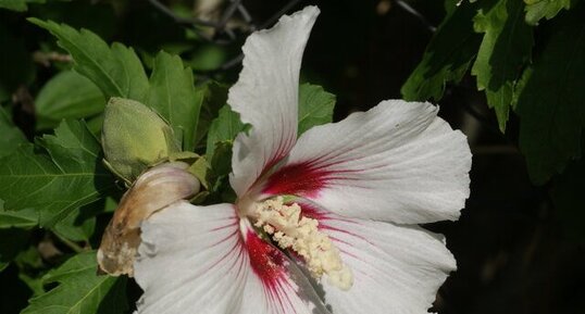 Fleur de lavatère arbustif