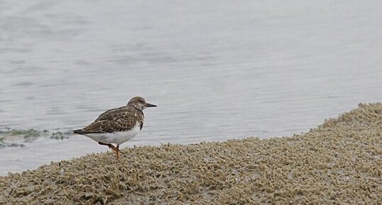 Tournepierre en plumage internuptial