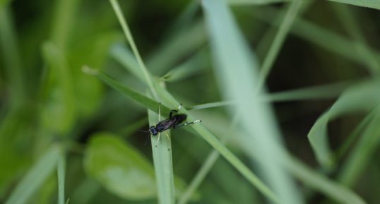 Macrophya montana - sous réserve