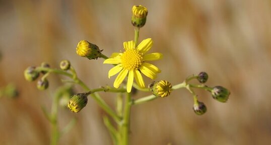 Fleur de Séneçon du Cap