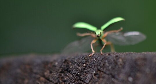 Le Charançon vert pâle (4)