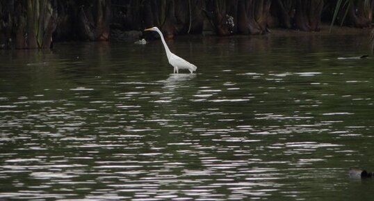 Grande aigrette