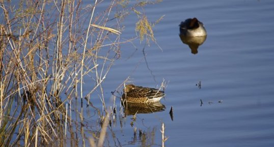 Couple de sarcelles d'hiver